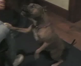 Smart Dog Plays Fetch